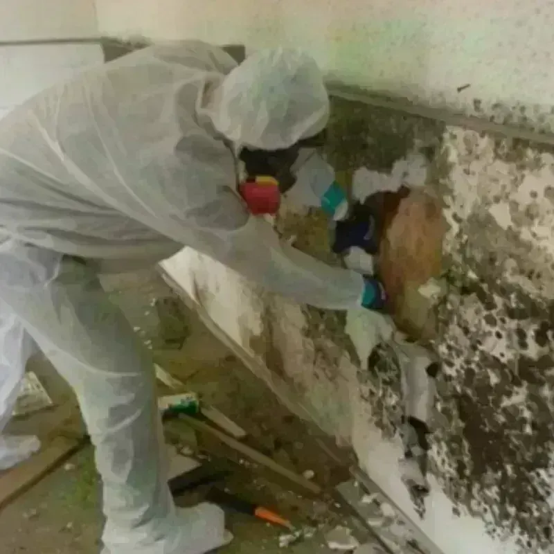 Mold Remediation and Removal in Cedar Ridge, CA